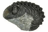 Wide, Curled Morocops Trilobite - Morocco #347254-2